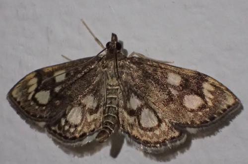 Réf. 233 465 : Anania coronata